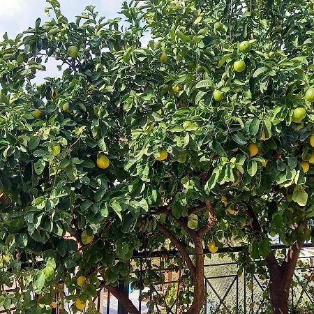 Πηλιο- Το Εξοχικο Τησ Αννασ- Αφησσοσ Villa Афисос Екстериор снимка